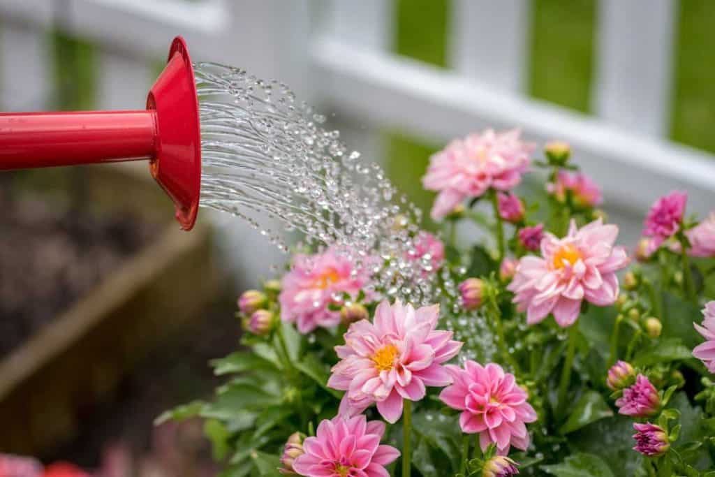 Red watering can watering pink flowers