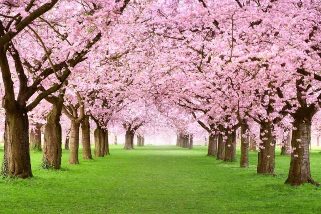 Cherry blossom trees in bloom in a green field