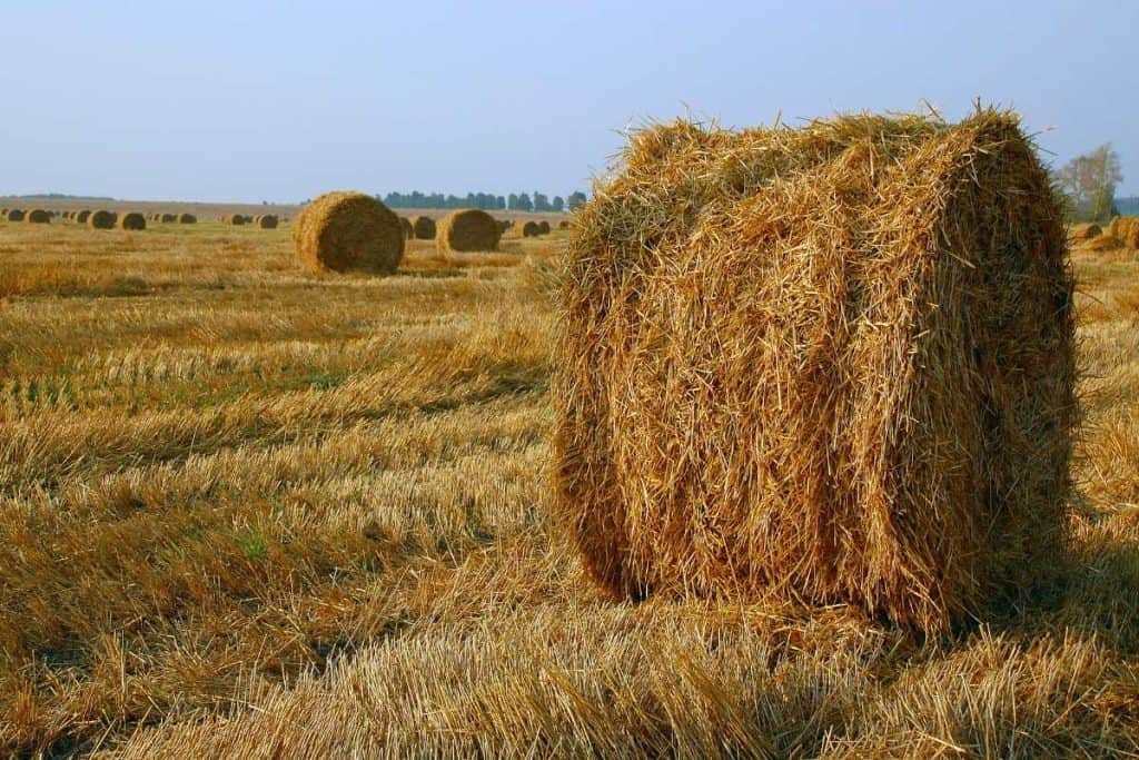 Bales of hay in a field to be harvested in August