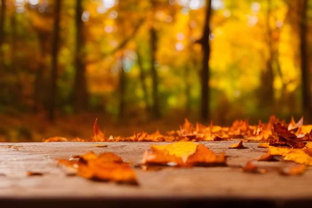 Fall leaves on a wooden deck with the forest in the background