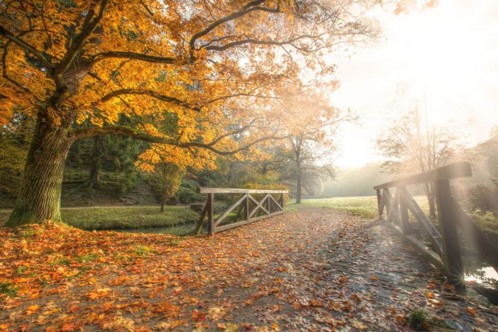 A bridge over a creek with Fall leaves all around