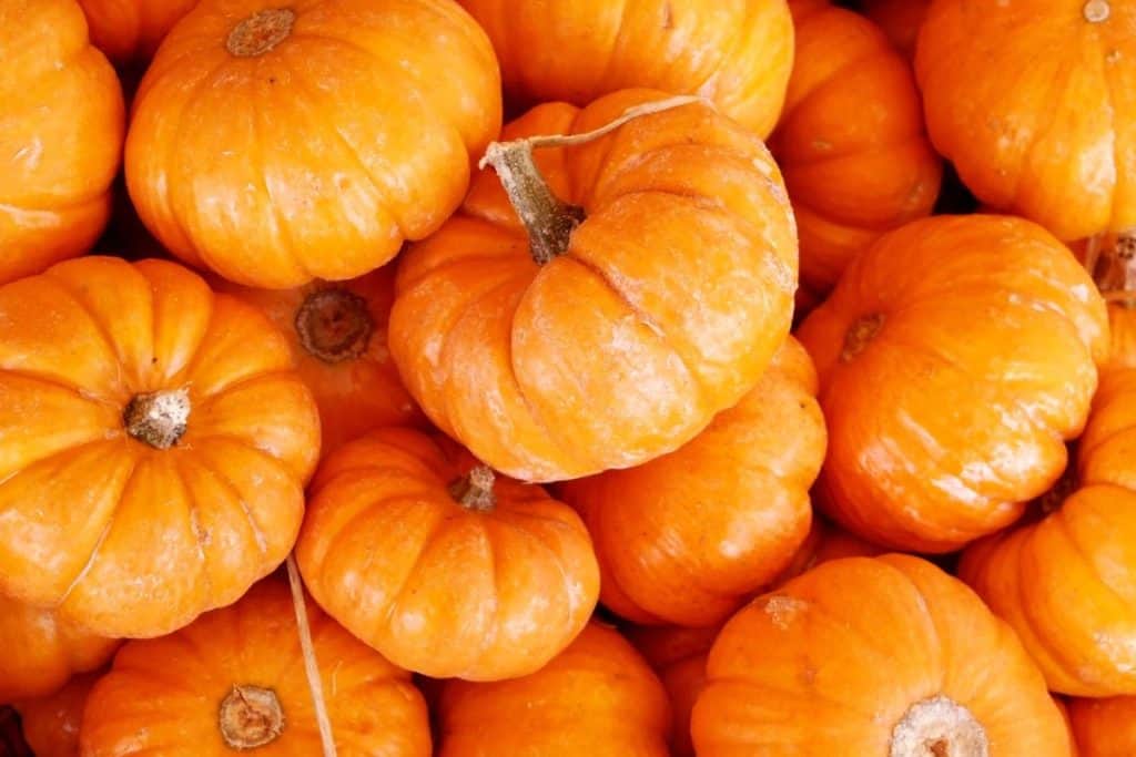 Bunches of mini pumpkins in a pile