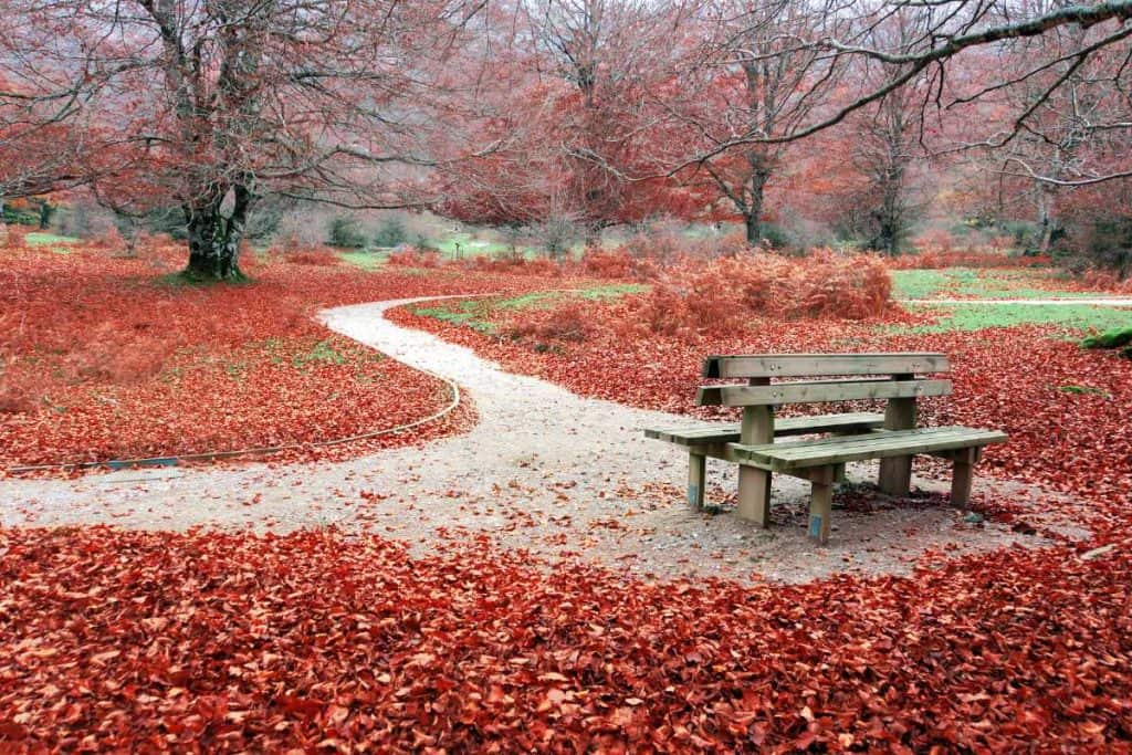 A park bench with fallen leaves all around in the Fall season