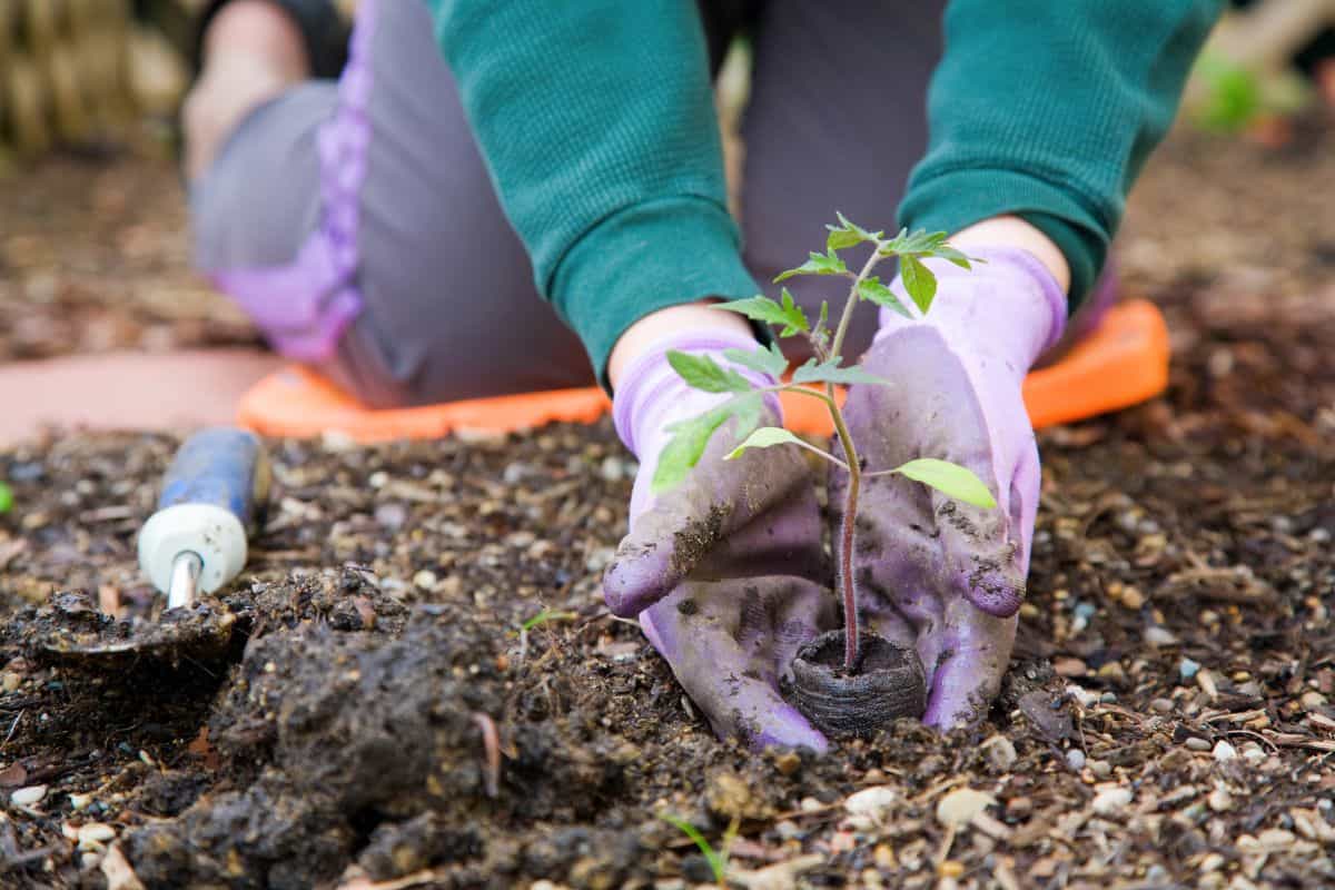 A woman on her hands and knees Planting a flower in the ground