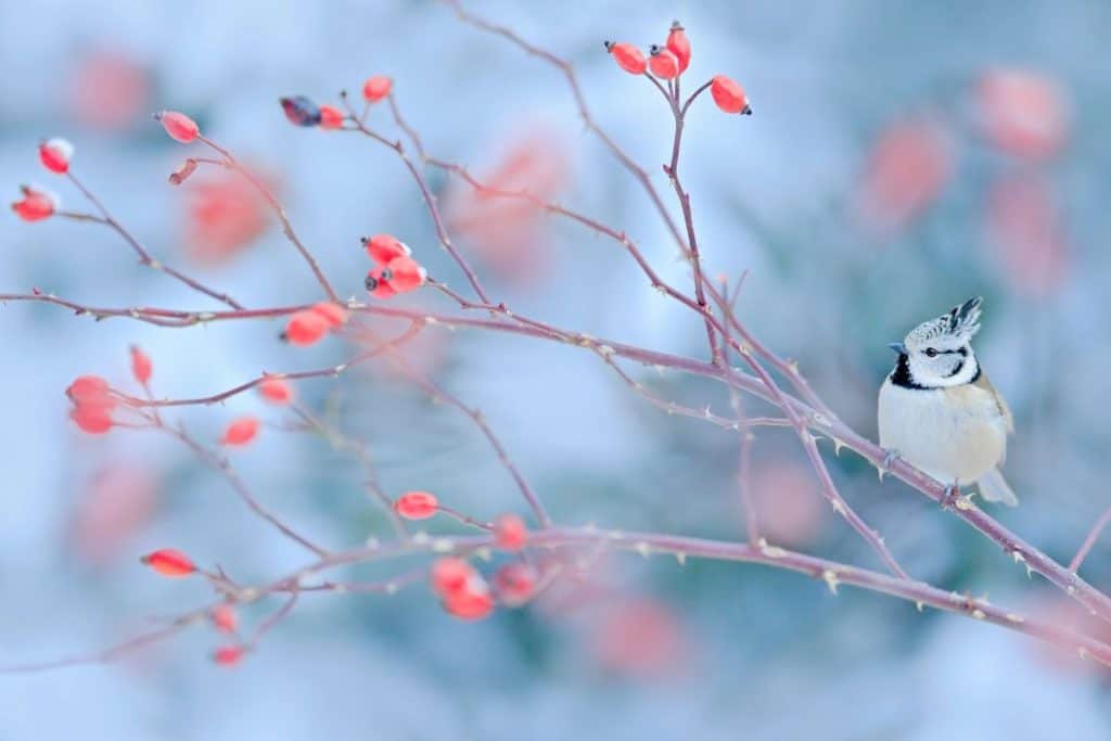 A winter branch of a tree with red berries with a bird sitting on the tree.